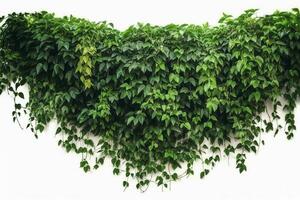 Hanging vines ivy foliage jungle bush, heart shaped green leaves climbing plant nature backdrop , generate ai photo