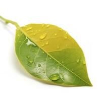 Citrus Lemon leaf with water drops isolated on white background photo
