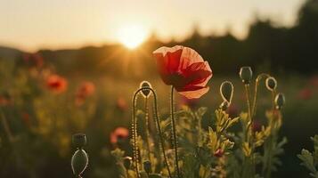 A stunning photo captures the golden hour in a field of radiant red poppies, symbolizing the beauty, resilience, and strength of nature, generate ai