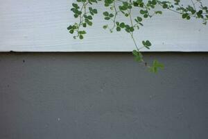 Negative space on white and gray cement wall with vines l for background and presentation wallpaper photo