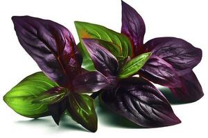 Green basil leaves with Clipping paths, full depth of field. Fresh red basil herb leaves isolated on white background. Purple Dark Opal Basil. Focus stacking, generate ai photo