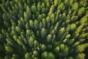 Aerial top view of summer green trees in forest in rural Finland, generate ai photo