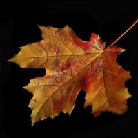 autumn maple leave in a row, vivid colors, panorama illustration on black background photo