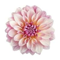 pink flower dahlia on a white background isolated with clipping path. Closeup. for design. Dahlia, generate ai photo