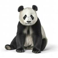 Panda isolated on white background, generate ai photo