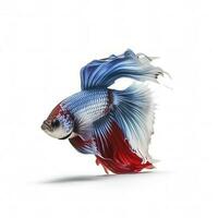 Siamese fighting fish isolated on white background, generate ai photo