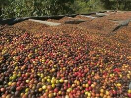 Ethiopian red and green coffee cherries lying to dry in the sun. This process is the natural process. Bona Zuria, Ethiopia, generate ai photo