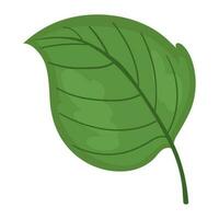 leaf nature ecological sustainability icon isolated vector