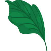 leaf on white background png