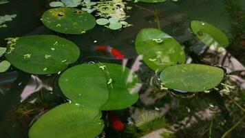 pequeno peixe natação ágil entre a água plantas dentro a ao ar livre mini lagoa com Claro água. relaxante ambiente às tropical lagoa jardim terraço video