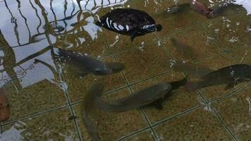 fresco água lagoa contém grande quantidade do tilápia, peixe-gato, e de outros aquático animais dentro uma Claro lago. natação movimento. video