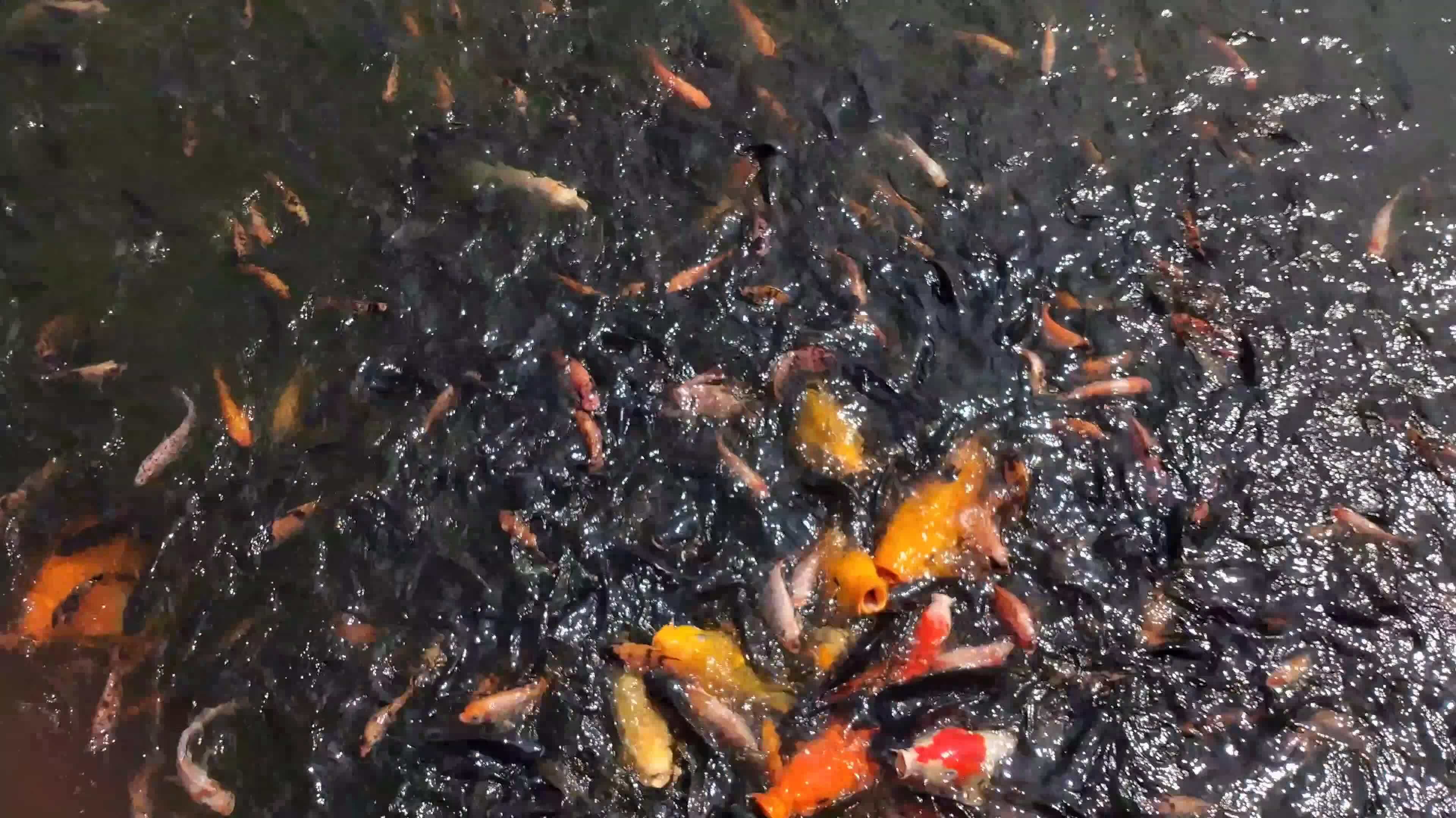 Fresh water pond for fish contains lots of small to large tilapia and