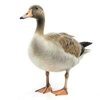 Goose isolated on white background, generate ai photo