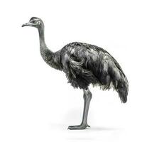 Ostrich isolated on white background, generate ai photo