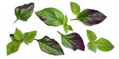 Green basil leaves with Clipping paths, full depth of field. Fresh red basil herb leaves isolated on white background. Purple Dark Opal Basil. Focus stacking, generate ai photo