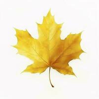 yellow maple leaf leaves on white background, generate ai photo