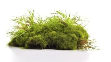 Green moss with grass isolated on white background, generate ai photo