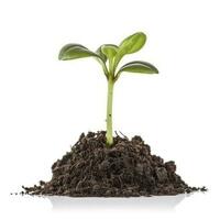 Green sprouts growing out from soil isolated on white background, Young plant of pomelo in soil humus on a white background, earth day concept, ecology concept, generate ai photo