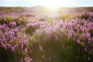 Erica Flower Field, Summer Season , generate ai photo