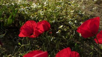 Common poppies and wild daisies are in a meadow in slow motion video