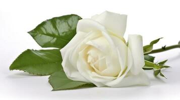 white rose with leaf isolated on white background, generate ai photo