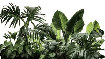 Tropical leaves foliage plant jungle bush floral arrangement nature backdrop isolated on white background, clipping path included, generate ai photo