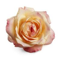 Fresh beautiful rose isolated on white background with clipping pat, generate ai photo