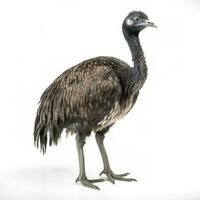 Emu isolated on white background, generate ai photo