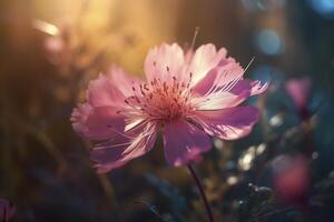 pink flowers with the sun shining through the clouds in the background and the grass in the foreground is a field of purple flowers. photo