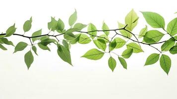 Green tree leaves and branches isolated on white background, generate ai photo