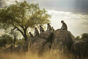 A family of baboons perched on a rocky outcropping in a savanna landscape, generate ai photo