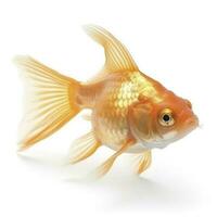 goldfish isolated on white background, generate ai photo