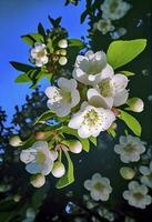 Spring the cherry blossoms. Vintage,with blue sky background, generate ai photo