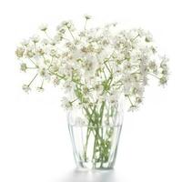 Gypsophila flowers isolated on white background, generate ai photo
