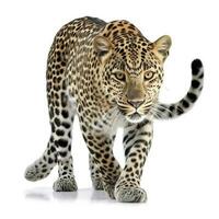 Leopard isolated on white background, generate ai photo