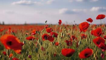 Anzac Day memorial poppies. Field of red poppy flowers to honour fallen veterans soldiers in battle of Anzac armistice day. Wildflowers blooming poppy field landscape, generate ai photo