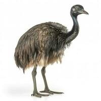 Emu isolated on white background, generate ai photo