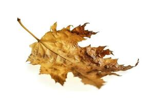 big dried autumn brown leaf on a white background , generate ai photo