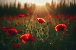 Anzac Day memorial poppies. Field of red poppy flowers to honour fallen veterans soldiers in battle of Anzac armistice day. Wildflowers blooming poppy field landscape, generate ai photo