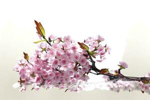 Cherry Blossoms isolated on white background, generate ai photo