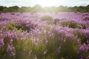 Erica Flower Field, Summer Season , generate ai photo