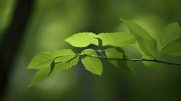 Earth Day and World Environment Day, Spring, Tropical tree leaves and branch with beautiful green forest background, generate ai photo