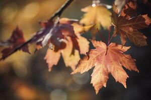 autumn maple leaves in a row, vivid colors, panorama illustration on black background photo