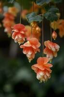 courtyard background, Bulbous begonia blossoms, Bulbous begonia flowers hang down in strings, Hanging like rows of wind chimes, Petals are small and beautiful, generate ai photo