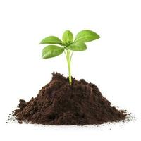 Green sprouts growing out from soil isolated on white background, Young plant of pomelo in soil humus on a white background, earth day concept, ecology concept, generate ai photo