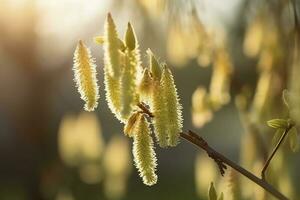 Closeup of yellow hazel catkin growing from dry tree branches or stems in home garden at sunset group of hanging budding , generate ai photo