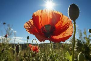 colorful daisies isolated on white background, generate ai photo