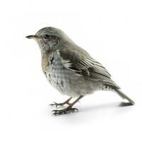 Bird isolated on white background, generate ai photo