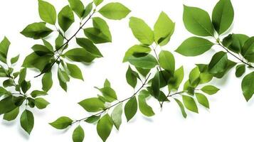 Green tree leaves and branches isolated on white background, generate ai photo