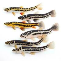 Loaches isolated on white background, generate ai photo